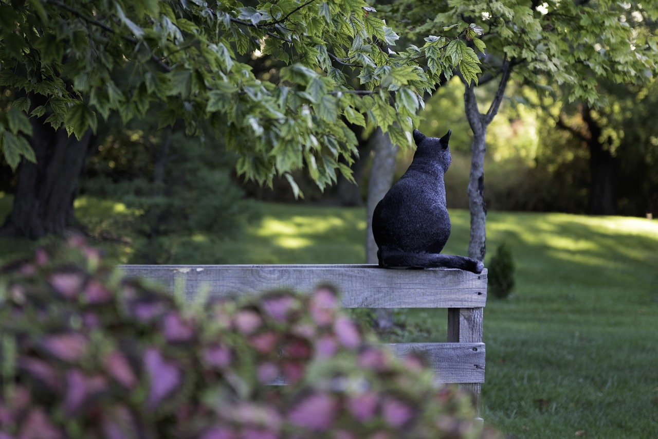 Exploring the Playful Nature of the Russian Blue